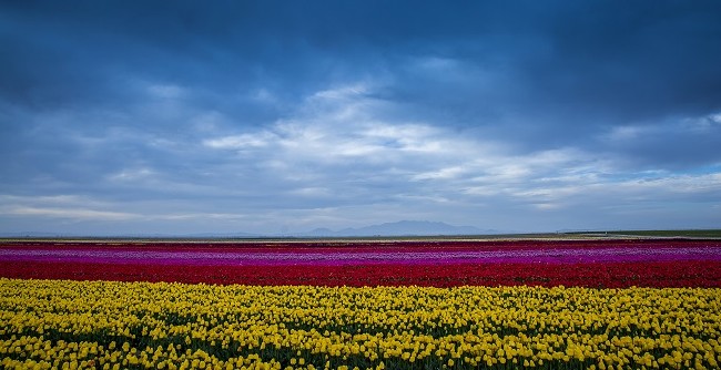 Konya'nın lale tarlaları hayrete düşürdü 21