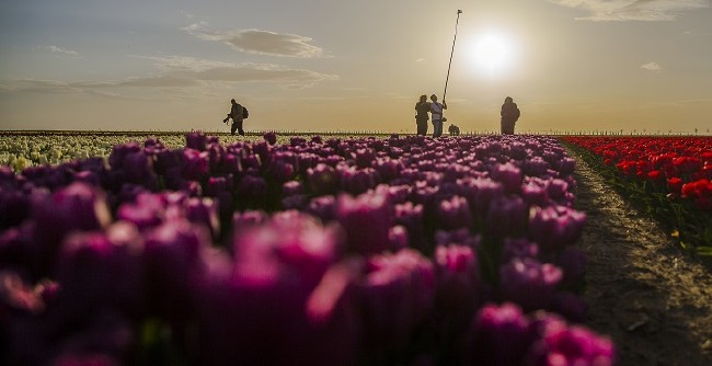 Konya'nın lale tarlaları hayrete düşürdü 25
