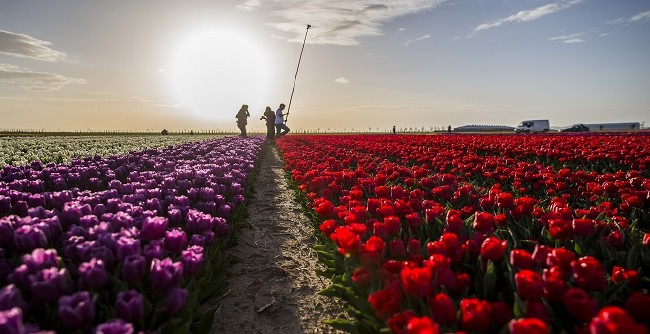 Konya'nın lale tarlaları hayrete düşürdü 26
