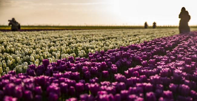 Konya'nın lale tarlaları hayrete düşürdü 27