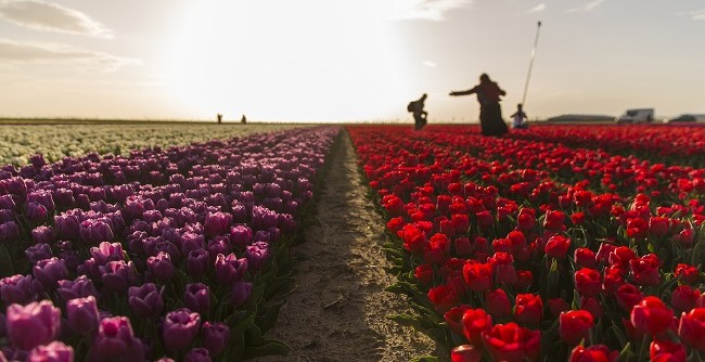 Konya'nın lale tarlaları hayrete düşürdü 28