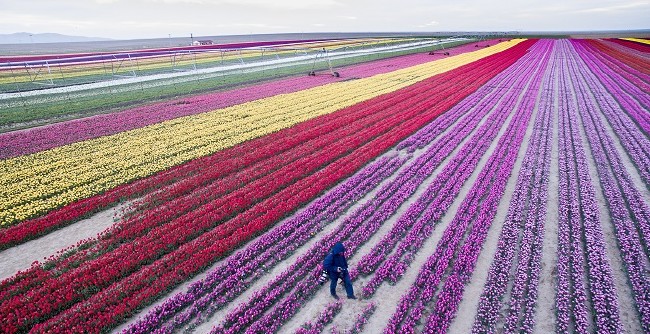 Konya'nın lale tarlaları hayrete düşürdü 3