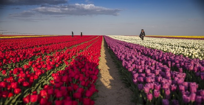 Konya'nın lale tarlaları hayrete düşürdü 29