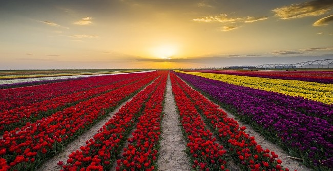 Konya'nın lale tarlaları hayrete düşürdü 31