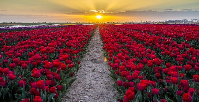 Konya'nın lale tarlaları hayrete düşürdü 33