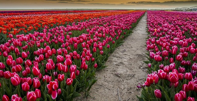 Konya'nın lale tarlaları hayrete düşürdü 34
