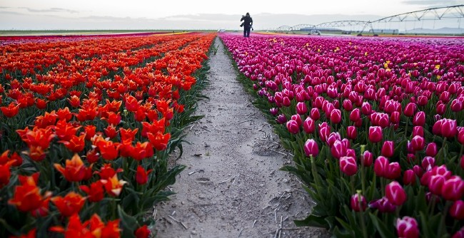 Konya'nın lale tarlaları hayrete düşürdü 35