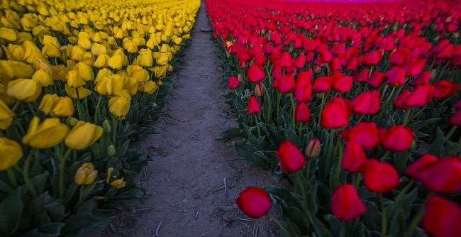 Konya'nın lale tarlaları hayrete düşürdü 36