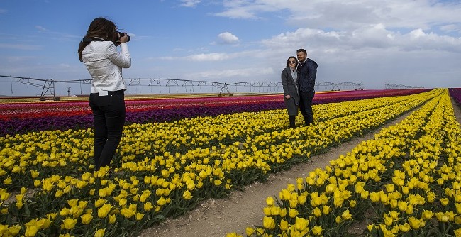Konya'nın lale tarlaları hayrete düşürdü 37