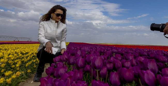 Konya'nın lale tarlaları hayrete düşürdü 38