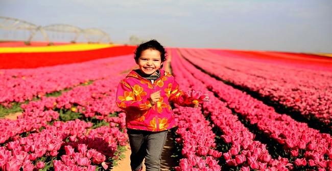 Konya'nın lale tarlaları hayrete düşürdü 6