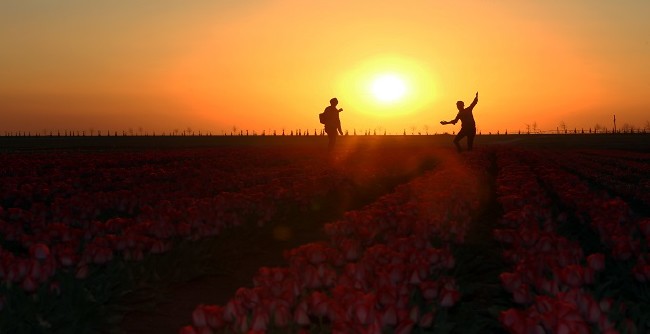 Konya'nın lale tarlaları hayrete düşürdü 7
