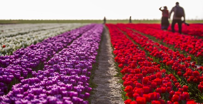 Konya'nın lale tarlaları hayrete düşürdü 8