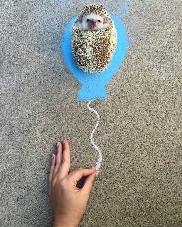 Bu kirpi pek bir ünlü 2