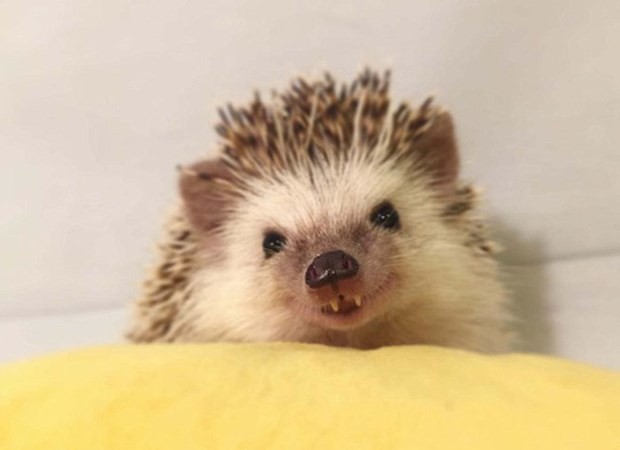 Bu kirpi pek bir ünlü 9