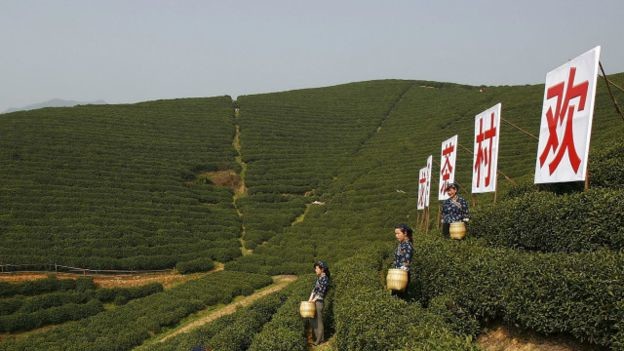 Demliği 28 bin liralık çay! 6