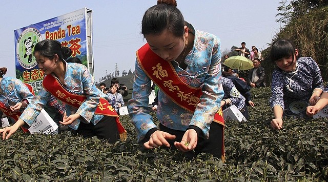 Demliği 28 bin liralık çay! 8