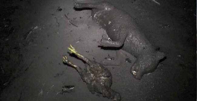 Binleri evinden etti 17