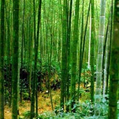 Çok az bilinen tuhaf gerçekler 11