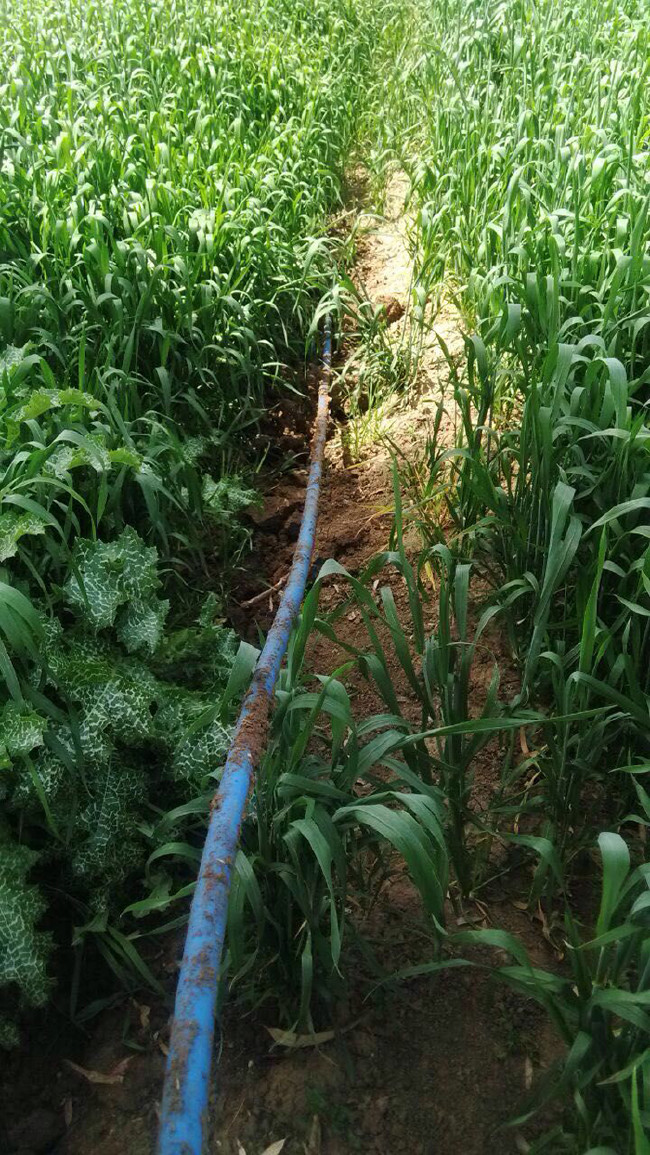 Bu da oldu: Zeytinyağı boru hattı 20