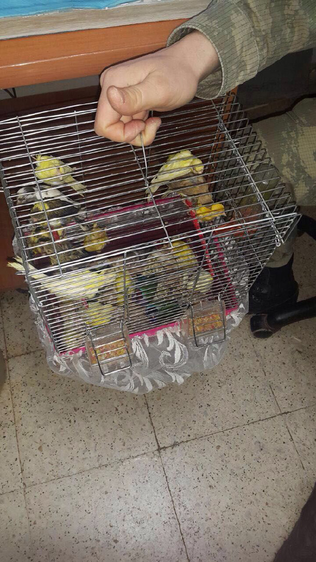 Bu da oldu: Zeytinyağı boru hattı 27