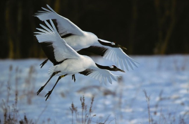 Karda eğlenen mutlu hayvanlar 12