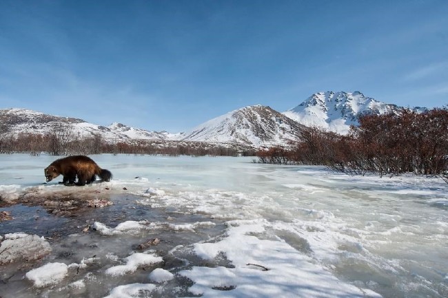 Karda eğlenen mutlu hayvanlar 13