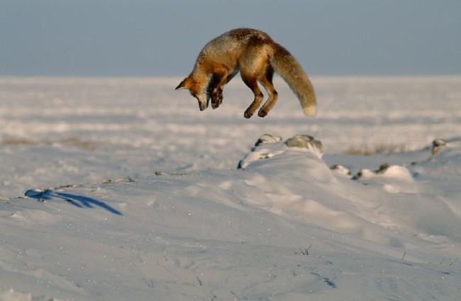 Karda eğlenen mutlu hayvanlar 2
