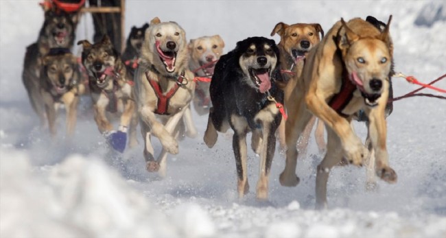 Karda eğlenen mutlu hayvanlar 9