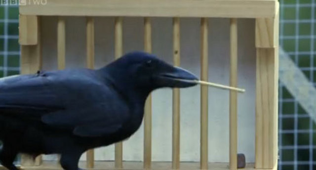 Hayvanlar aleminin en zekisi: Kargalar 10