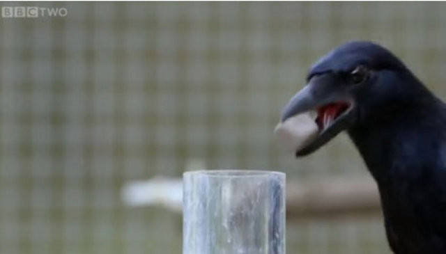 Hayvanlar aleminin en zekisi: Kargalar 12