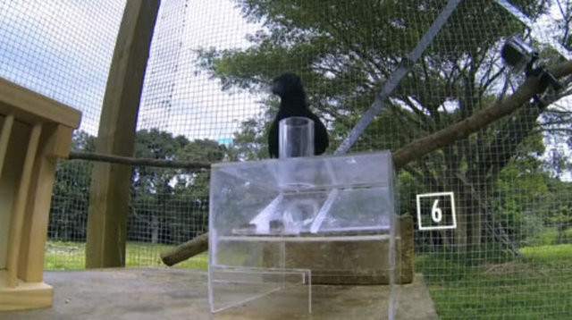 Hayvanlar aleminin en zekisi: Kargalar 13