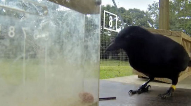 Hayvanlar aleminin en zekisi: Kargalar 17