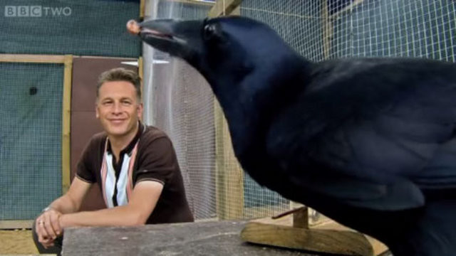 Hayvanlar aleminin en zekisi: Kargalar 18