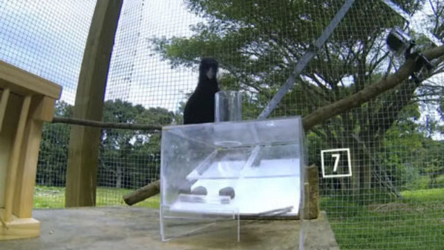 Hayvanlar aleminin en zekisi: Kargalar 19