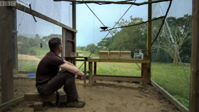 Hayvanlar aleminin en zekisi: Kargalar 2