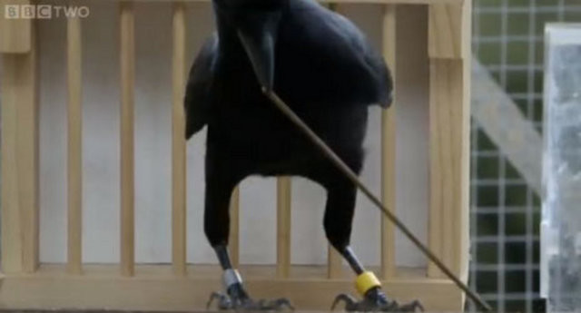 Hayvanlar aleminin en zekisi: Kargalar 20