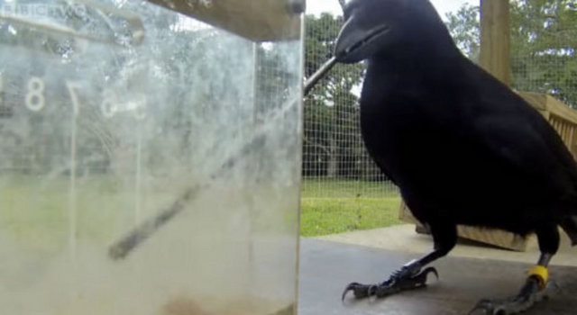 Hayvanlar aleminin en zekisi: Kargalar 21