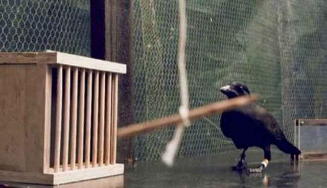 Hayvanlar aleminin en zekisi: Kargalar 23