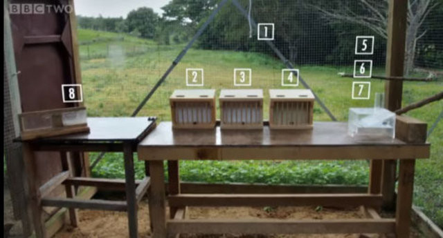 Hayvanlar aleminin en zekisi: Kargalar 26