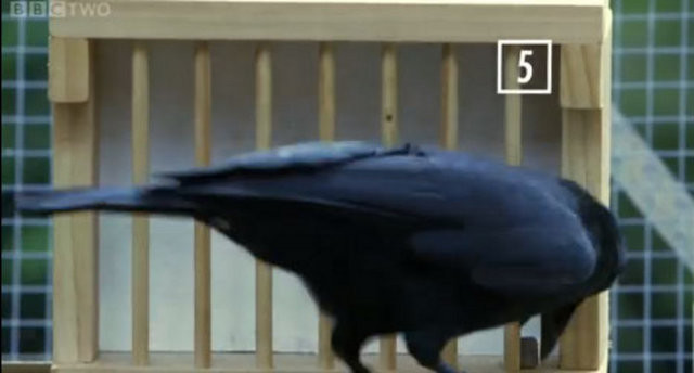 Hayvanlar aleminin en zekisi: Kargalar 27