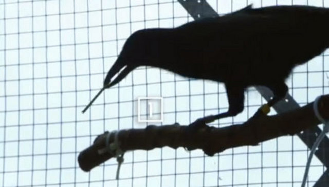 Hayvanlar aleminin en zekisi: Kargalar 4