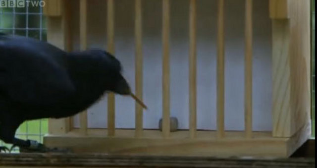 Hayvanlar aleminin en zekisi: Kargalar 5