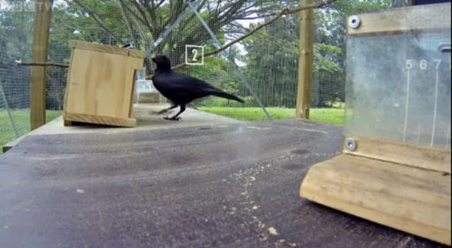 Hayvanlar aleminin en zekisi: Kargalar 6