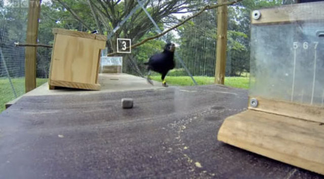 Hayvanlar aleminin en zekisi: Kargalar 7