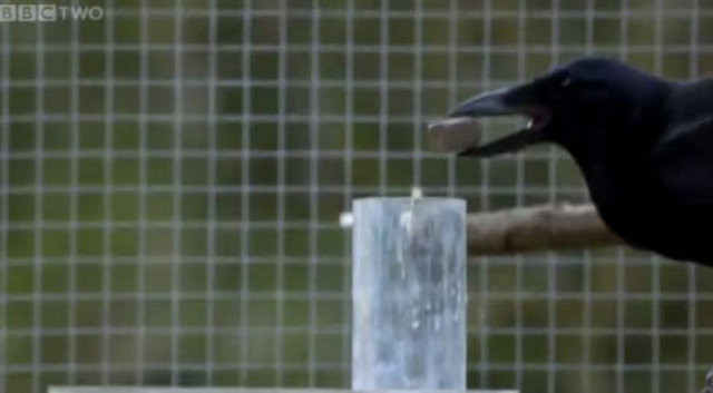 Hayvanlar aleminin en zekisi: Kargalar 8