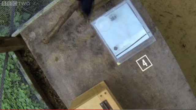 Hayvanlar aleminin en zekisi: Kargalar 9