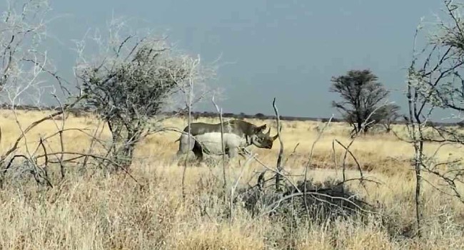 Hayvanların insanlara saldırdığı anlar 26