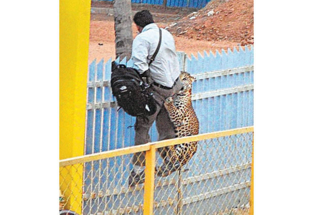 Hayvanların insanlara saldırdığı anlar 12