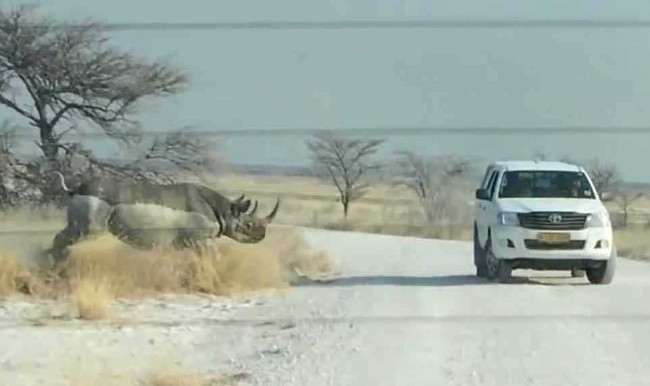 Hayvanların insanlara saldırdığı anlar 2